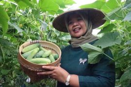 Dinas Pertanian Sleman menggerakkan KWT kembangkan agribisnis