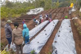 Pogram 'Desa Berdaya' PLN sulap lahan tidur jadi kebun holtikultura di Manggarai