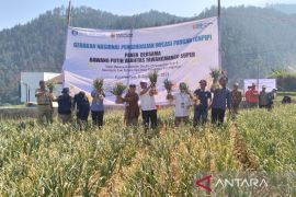 BI upayakan swasembada bawang putih melalui varietas  unggul