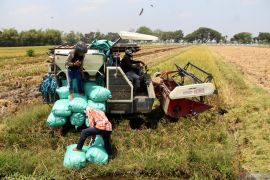 Kementan pastikan bantu koordinasi penyerapan gabah di Jombang