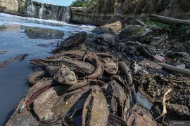 DKI kemarin, penanganan ikan sapu-sapu hingga Jakarta Marathon 2026