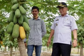 YESS cetak petani muda