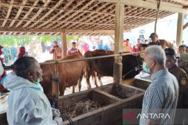 Pemkab Sragen beri antibiotik cegah kematian ternak akibat  BEF