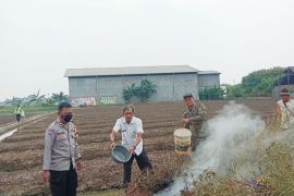 Bakar jerami di musim kemarau, petani di Tangerang dapat teguran