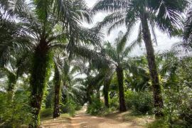 BPDPKS tanam ulang 254 hektare kebun sawit di Paser