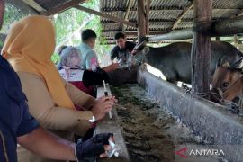Distan Mukomuko deteksi dini ternak terjangkit Jembrana