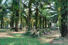 Petani sawit Mukomuko manfaatkan program peremajaan sawit