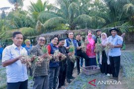 Pemkot galakkan warga Sabang tanam pangan cepat panen cegah inflasi