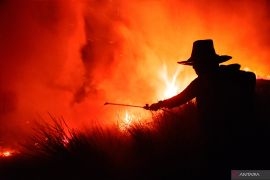 Lahan Cabai Rawit Hiyung Terbakar di Tapin