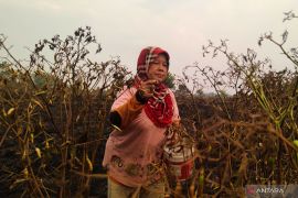 Pemkab Tapin janji bantu petani Rawit Hiyung terdampak karhutla