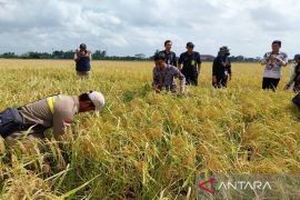 Tanah Bumbu harvests 283 hectares rice during drought