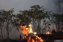 Nelangsa petani Cabai Rawit Hiyung dihantam karhutla