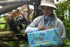 Peringatan Hari Panda Sedunia di TSI Bogor