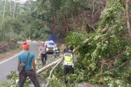Sat Lantas Polres Pesisir Barat bersihkan pohon tumbang di jalan lintas barat