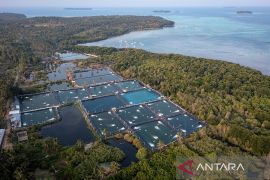 Kerusakan lingkungan akibat tambak udang di Karimunjawa