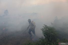 Pemkab Tapin rancang kawasan sentra Rawit Hiyung anti karhutla