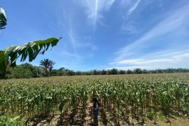 Aceh Jaya terima 37.500 bantuan bibit jagung dari Kementan