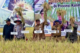 Kalsel capai realisasi 65 persen tanam padi arahan Presiden Jokowi