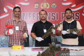 Polres Nagan Raya musnahkan empat Hektar ladang ganja di Beutong Ateuh