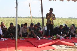 Asisten: Program pengembangan padi 2023 di Batola seluas 14.149 hektare