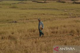 41 kelompok tani di Bogor ajukan klaim setelah padinya gagal tumbuh