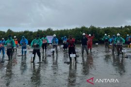 PT PLB tanam 5.500 batang mangrove di Aceh Singkil
