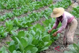 Pemkab Pamekasan salurkan BLT dari DBHCHT 2023