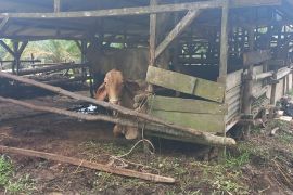 Bangka Tengah salurkan bantuan 110 sapi