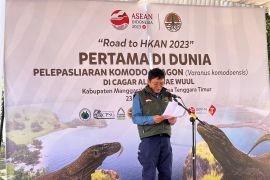 BBKSDA, TSI gandeng PT Smelting lepas enam komodo ke Cagar Alam Wae Wuul