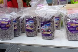 Petani Lebak mulai kembangkan beras ungu organik