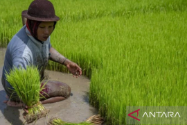 Pupuk Kujang dampingi ribuan petani dalam realisasikan program Makmur