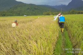 Pemkab Aceh Besar gerak cepat atasi hama wereng