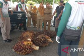 Pemkab Bangka gelar lomba TBS kelapa sawit terberat