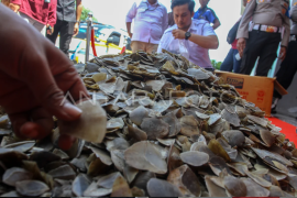 Polda Riau gagalkan perdagangan sisik Trenggiling Page 1 Small