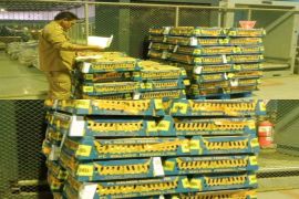 Karantina Timika: 5.500 unggas asal Makassar bebas virus avian influenza