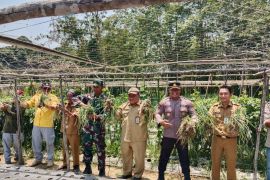 Petani Banua Lawas Tabalong kembangkan bawang merah biji