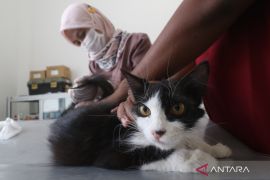 Seribu vaksin gratis peringatan Hari Rabies
