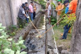 WRU BKSDA Kalbar telah evakuasi buaya muara di Ujung Pandang