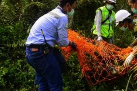 BKSDA Kaltim selamatkan induk orangutan di lokasi pertambangan