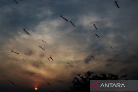 Dandang Mengudara di Langit Tapin