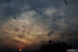 Lestarikan warisan bahari, ratusan "dandang" mengudara di langit di Tapin