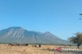Karhutla di kawasan wisata Taman Nasional Baluran Situbondo meluas
