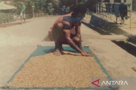 Harga cengkih di Ambon Rp135.000 per kilogram pada pekan keempat September