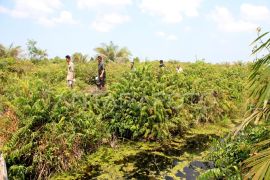 Peneliti jelaskan agrosilvofishery dukung pemulihan ekosistem gambut