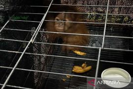 Polda Sumut ungkap jaringan perdagangan orang utan