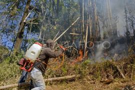 Kebakaran hutan pinus di tempat wisata Malino Page 1 Small