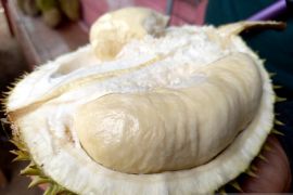 Gorontalo Utara berpeluang besar ekspor durian ke China