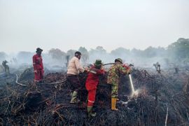 4 hektare lahan gambut di Kampar terbakar