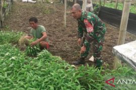 Kodim Ambon lakukan pendampingan petani tingkatkan ketahanan pangan