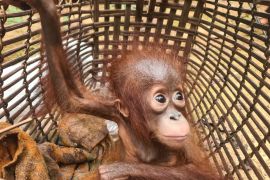 BKSDA Kalbar selamatkan satu bayi orang utan di Melawi